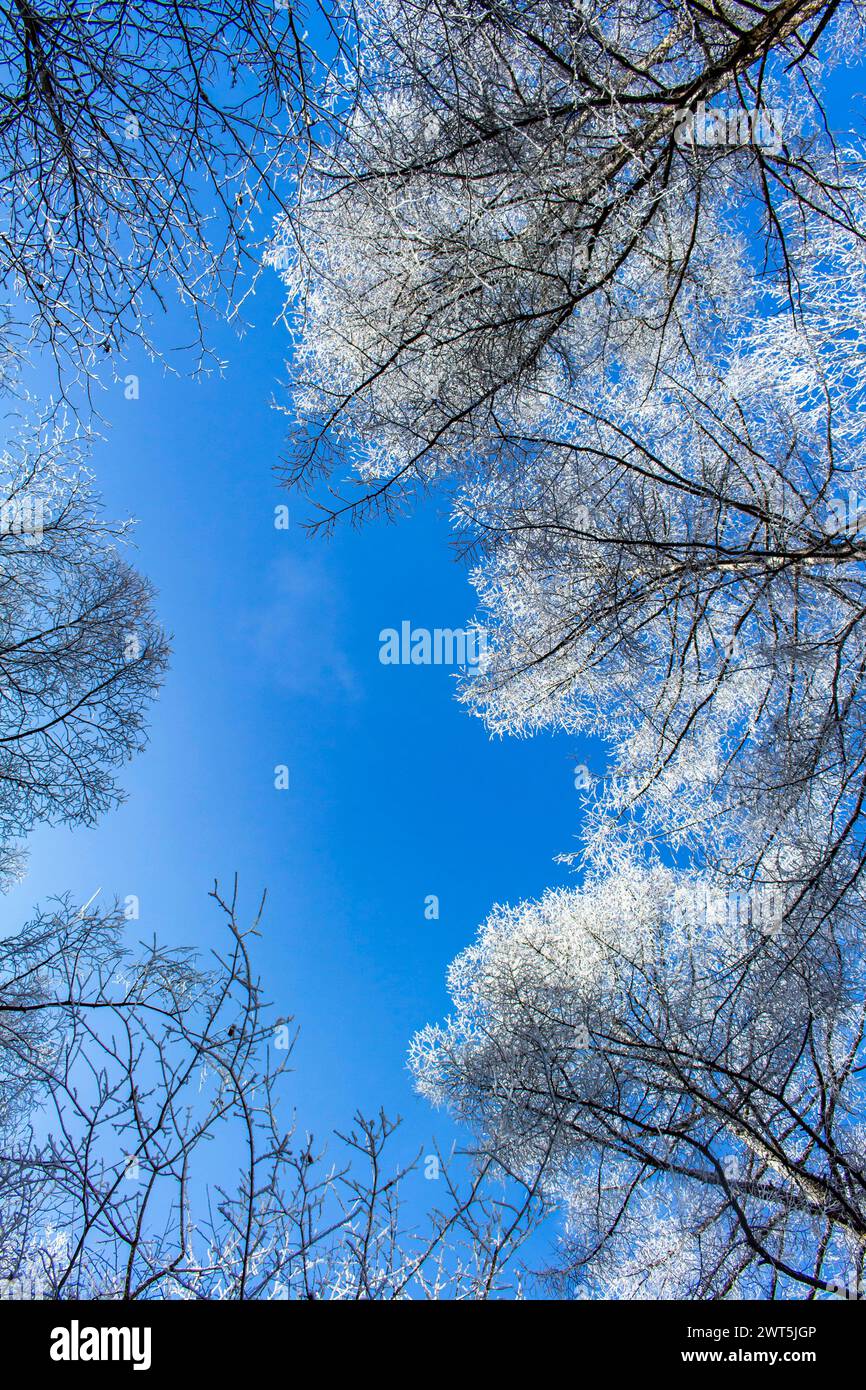 Forêt gelée, arbres, branches, trekking de Mt. Mitsutouge (1785m), Fujikawaguchiko-cho, Yamanashi, Japon, Asie de l'est, Asie Banque D'Images