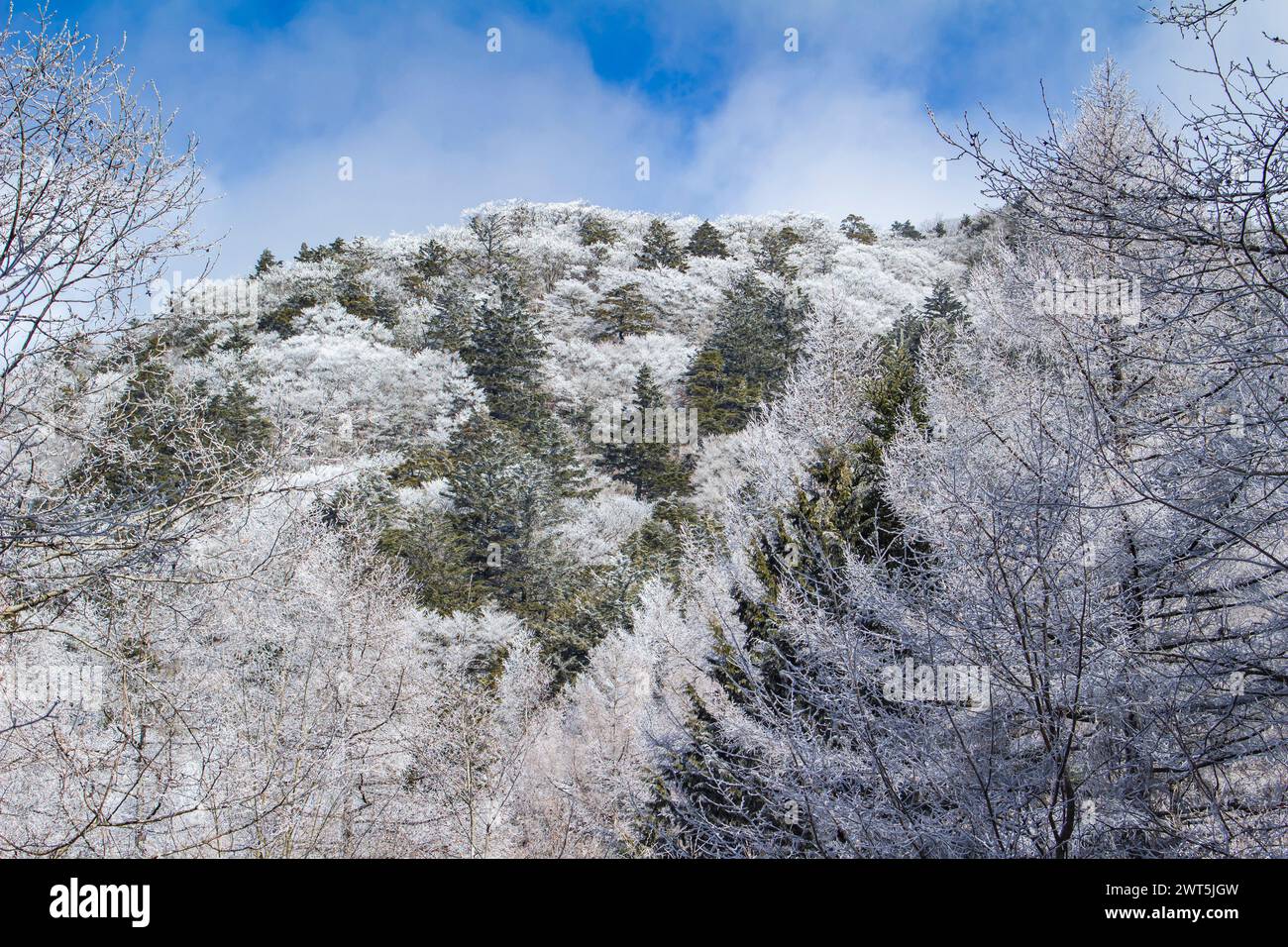Forêt gelée, arbres, branches, trekking de Mt. Mitsutouge (1785m), Fujikawaguchiko-cho, Yamanashi, Japon, Asie de l'est, Asie Banque D'Images