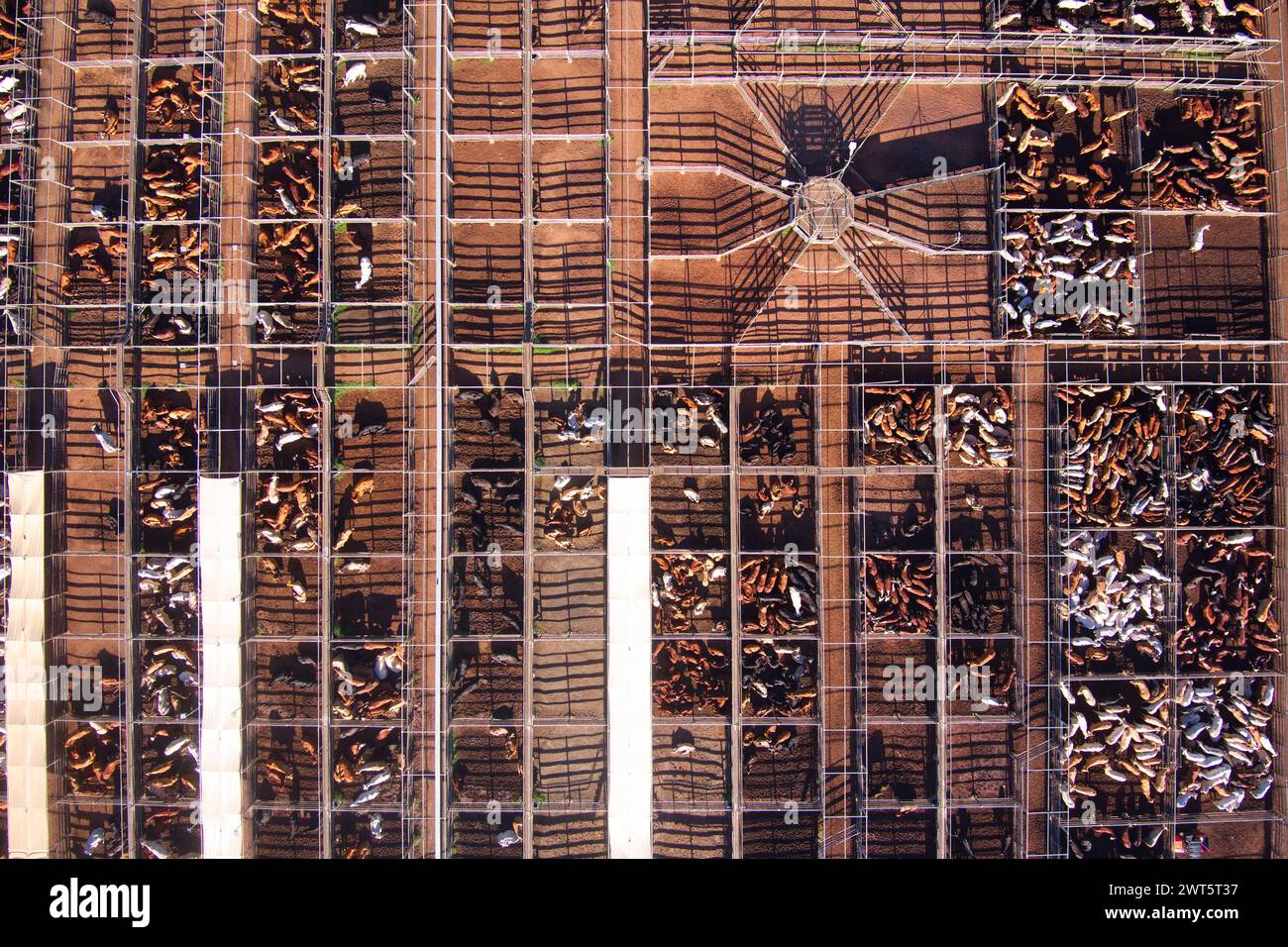 Aerial of the Roma Saleyards le plus grand centre de vente de bétail d'Australie, avec plus de 400 000 bovins passant par an. Roma Queensland Australie Banque D'Images