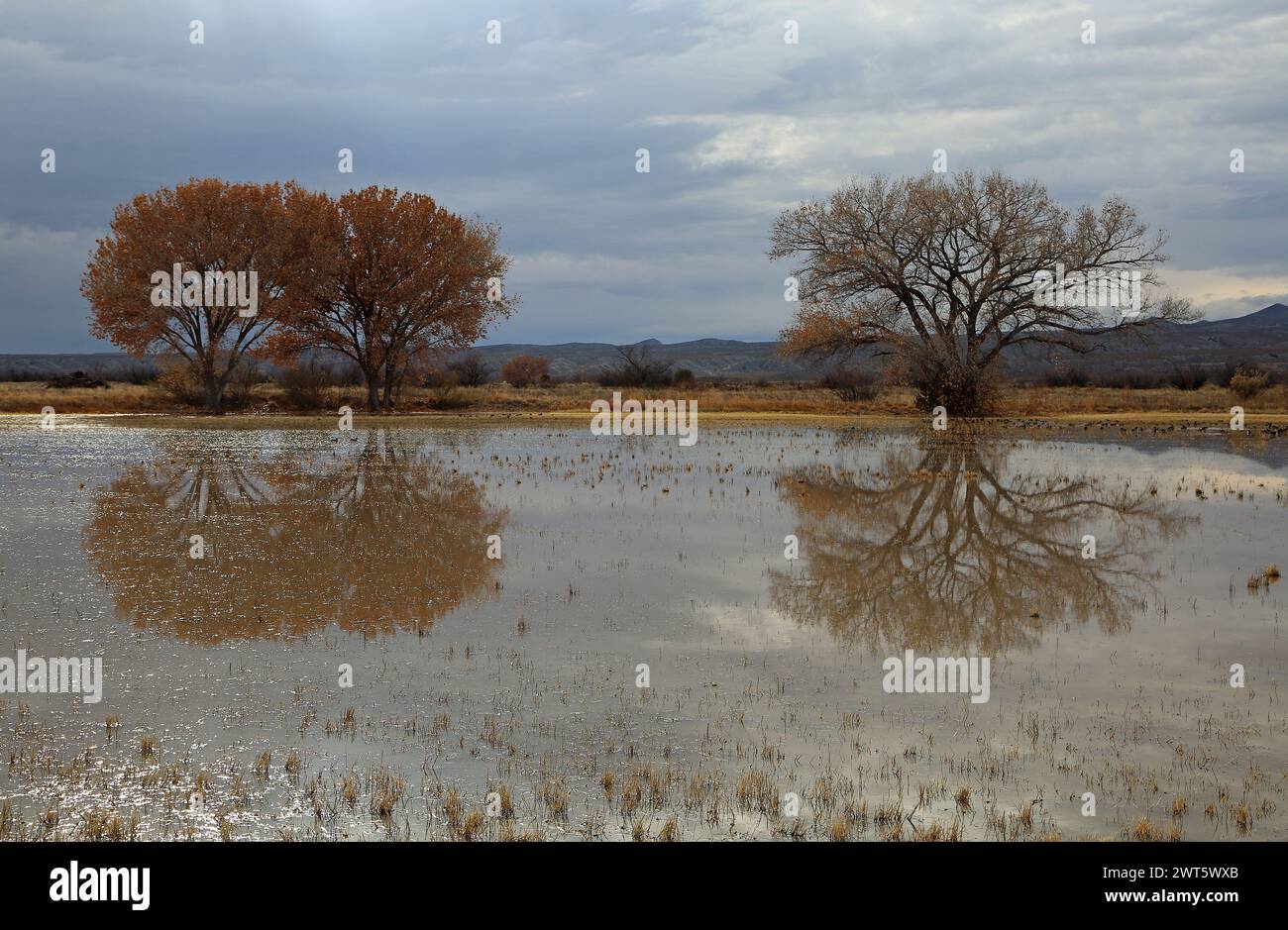 Paysage avec réflexion d'arbres - Bosque del Apache, Nouveau-Mexique Banque D'Images