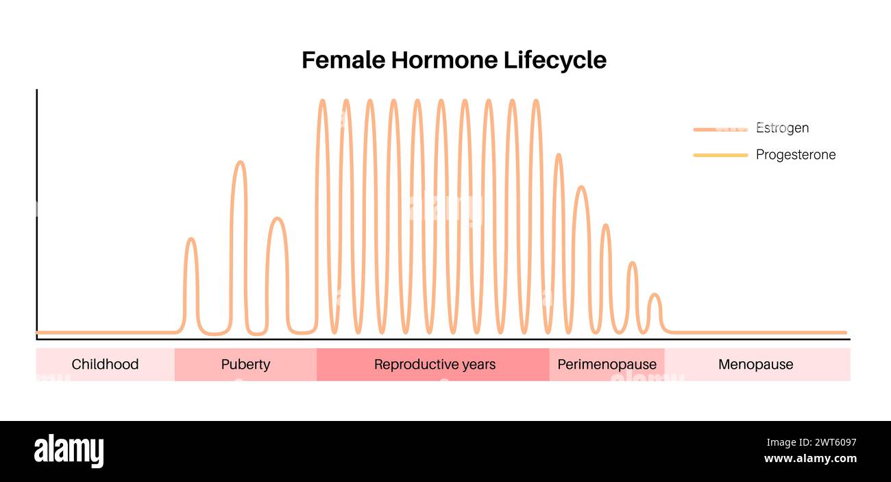 Cycle de vie des hormones féminines, illustration. Taux d'œstrogènes et de progestérone dans l'enfance, la puberté, les années de reproduction, la périménopause et la ménopause. Banque D'Images