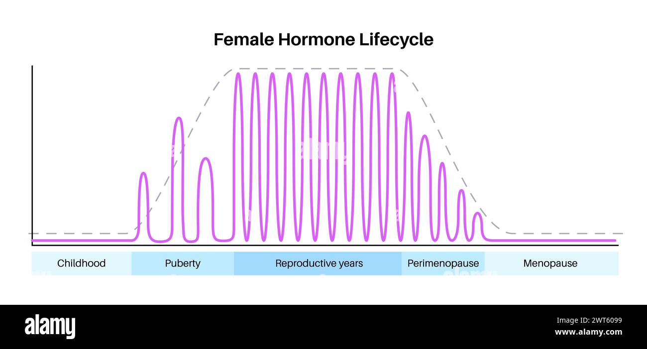 Cycle de vie des hormones féminines, illustration. Taux d'œstrogènes et de progestérone dans l'enfance, la puberté, les années de reproduction, la périménopause et la ménopause. Banque D'Images