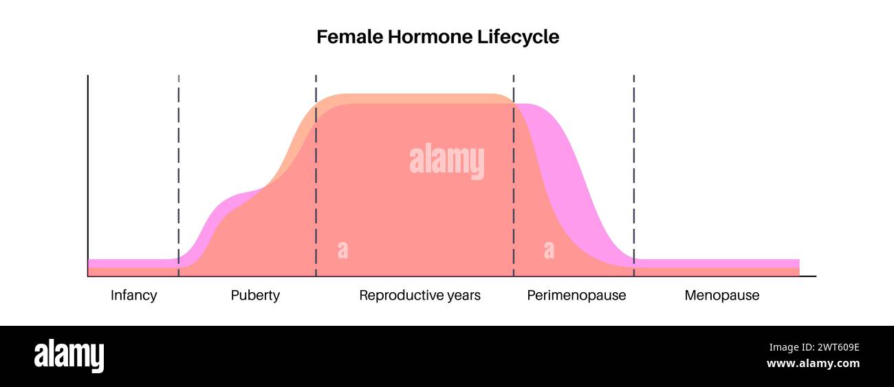Cycle de vie des hormones féminines, illustration. Les œstrogènes mettent fin aux niveaux de progestérone dans la petite enfance, la puberté, les années de reproduction, la périménopause et la ménopause. Banque D'Images