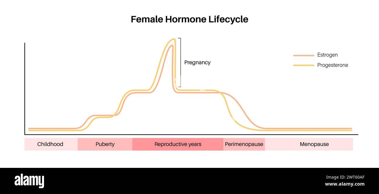 Cycle de vie des hormones féminines, illustration. Oestrogène fin progestérone diagramme dans le corps de la femme dans la petite enfance, la puberté, les années de reproduction, périménopause, ménopause et pendant la grossesse. Banque D'Images