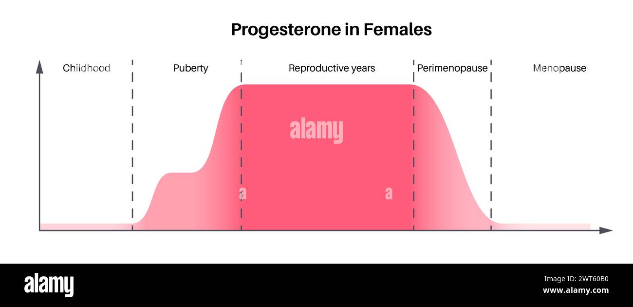 Cycle de vie de l'hormone progestérone femelle, illustration. Taux de progestérone dans la petite enfance, la puberté, les années de reproduction, la périménopause et la ménopause. Banque D'Images