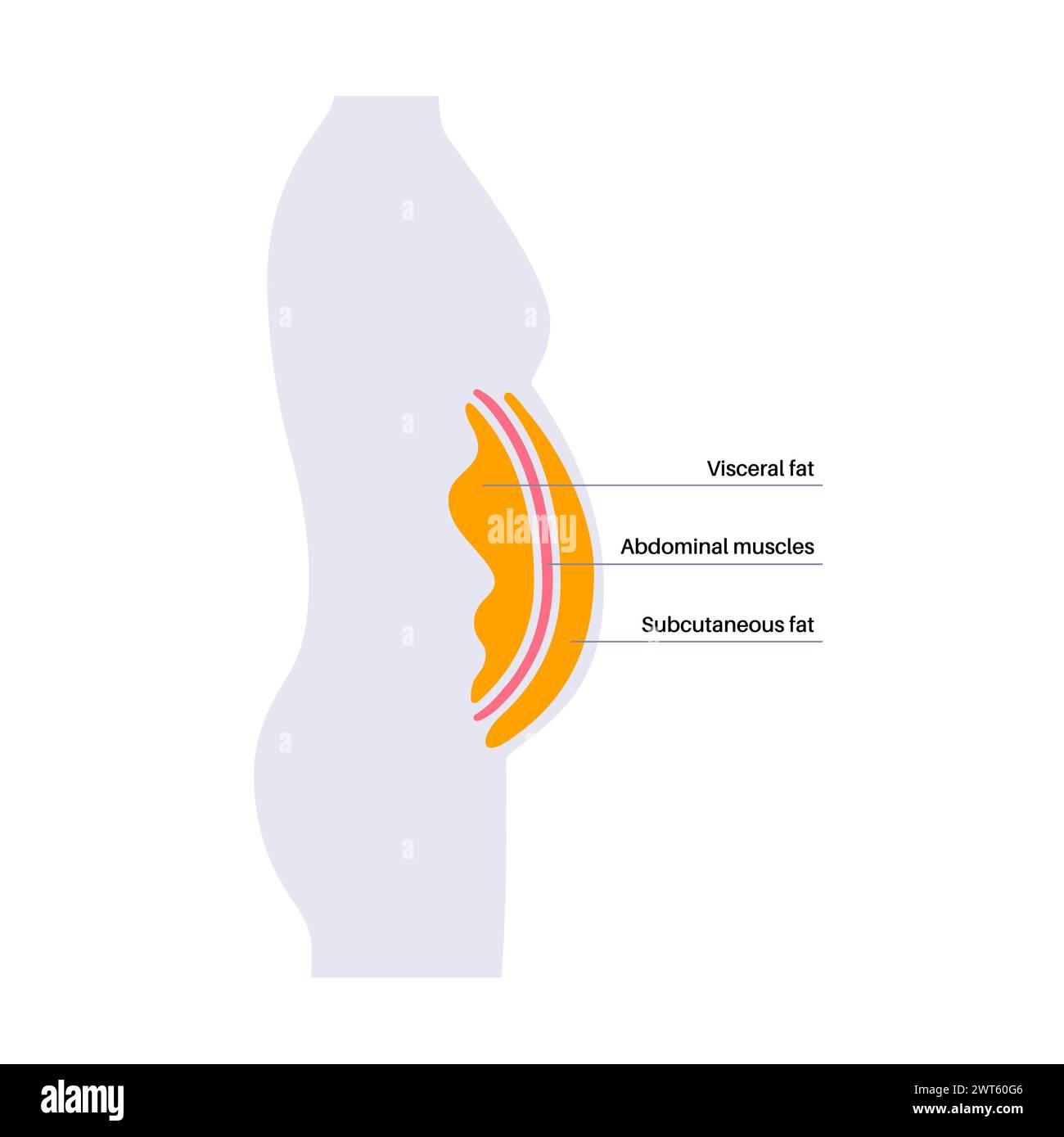 Schéma de la graisse viscérale, illustration. La graisse du ventre entoure les organes internes dans la cavité abdominale. Banque D'Images