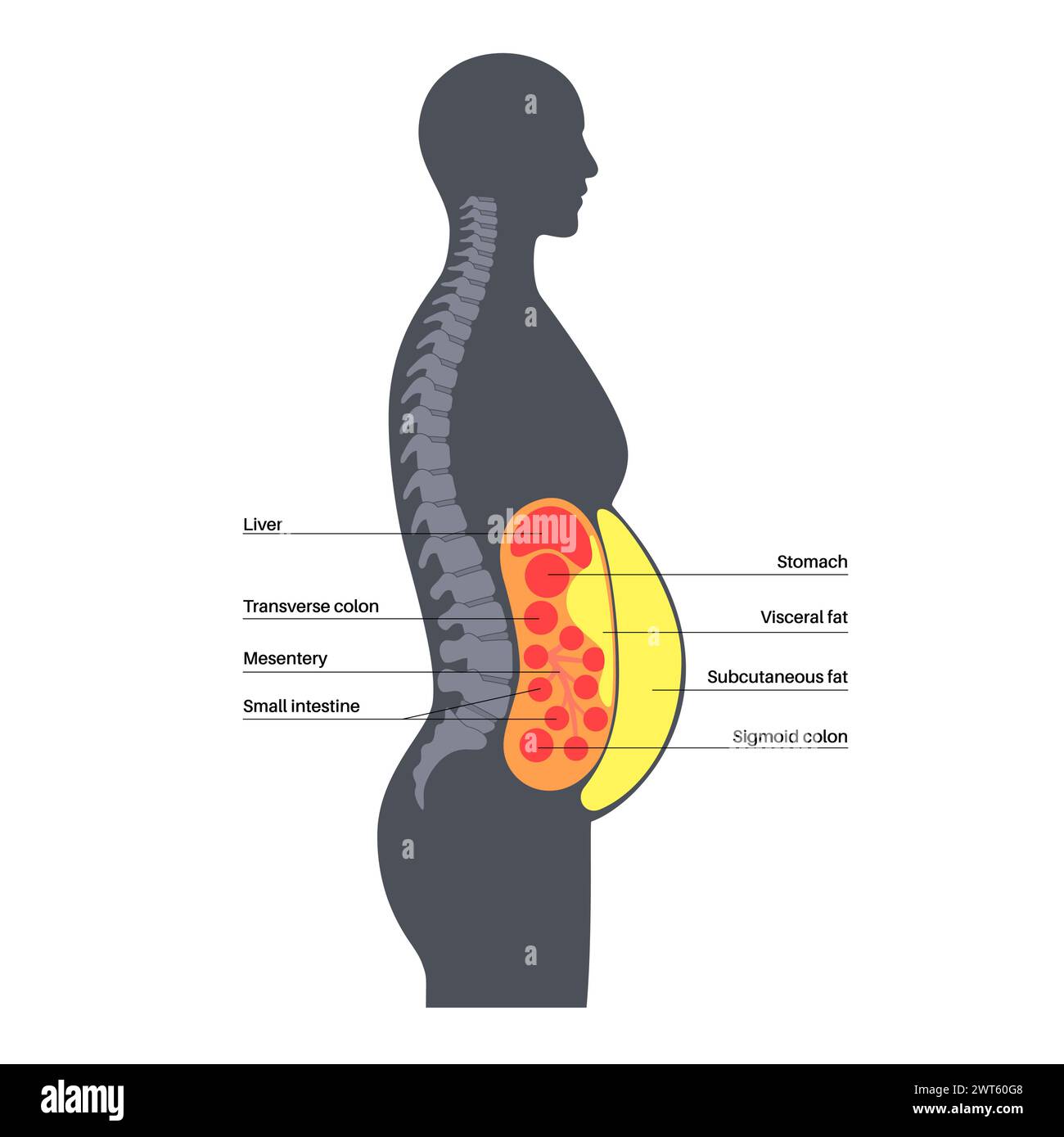 Schéma de la graisse viscérale, illustration. La graisse du ventre entoure les organes internes dans la cavité abdominale. Banque D'Images