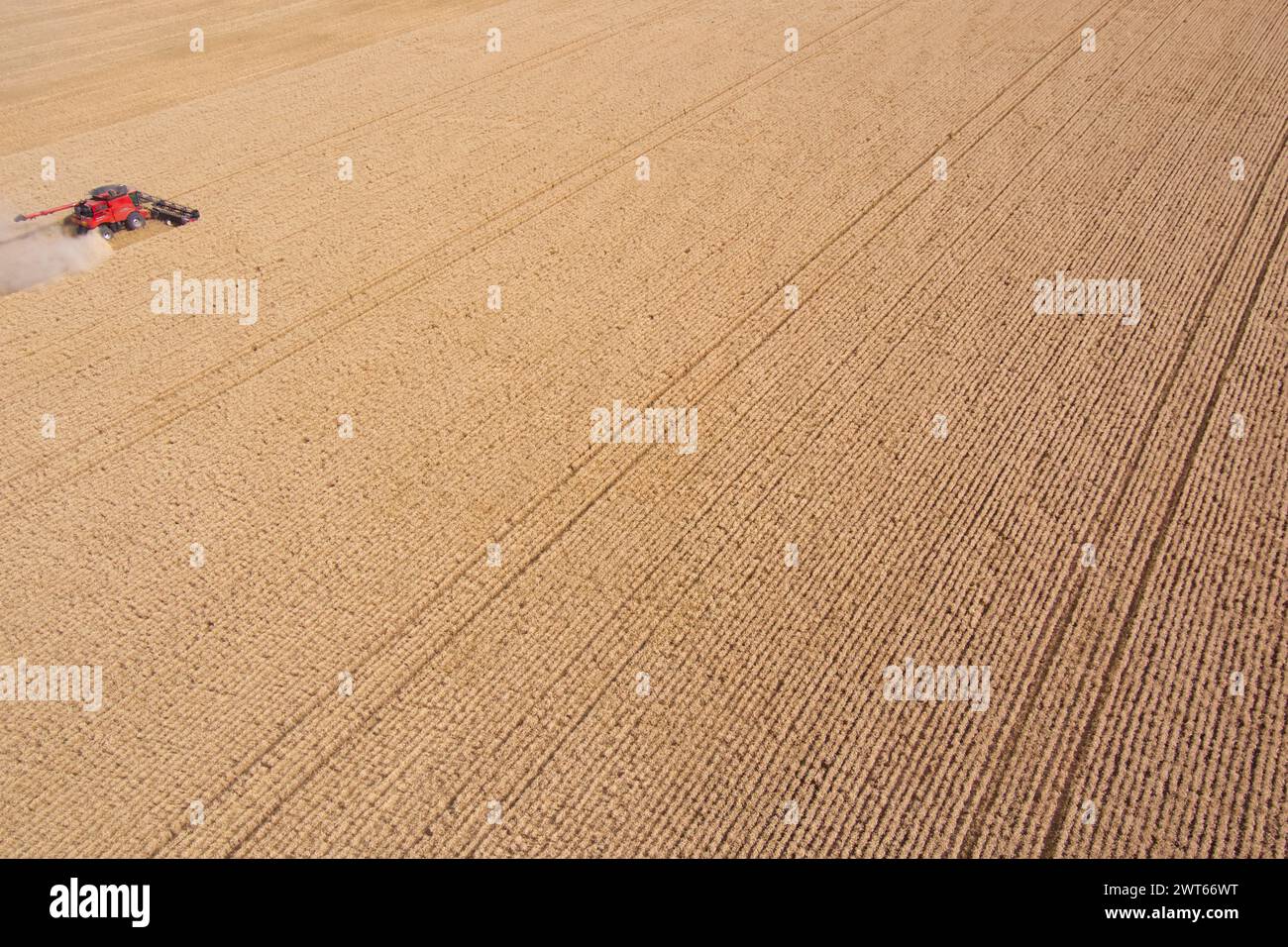 Antenne de moissonneuses-batteuses récoltant le blé près de Wallumbilla sur le Maranoa Queensland Australie Banque D'Images