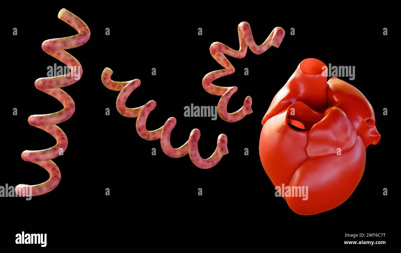 Le rendu 3d de la syphilis cardiovasculaire fait référence à l'infection du cœur et des vaisseaux sanguins connexes par la bactérie syphilis Banque D'Images
