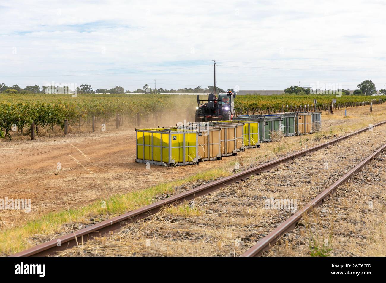 Vignoble récolte les raisins, raisins collectés dans des bacs à raisins prêts pour le transport par camion à la cave, Barossa Valley, Australie méridionale Banque D'Images