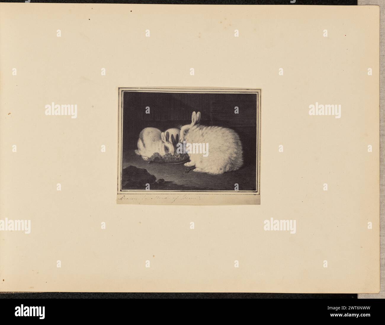 Peinture de lapins. Inconnu, photographe vers 1860–1880 photographie d'une peinture de trois lapins. Les lapins sont rassemblés autour de ce qui semble être un morceau de laitue. Une inscription en dessous de la peinture indique « dessiné par l'esprit de- » suivi d'un mot illisible. (Verso, monture) en bas à gauche, crayon : 'A24.14'; Banque D'Images