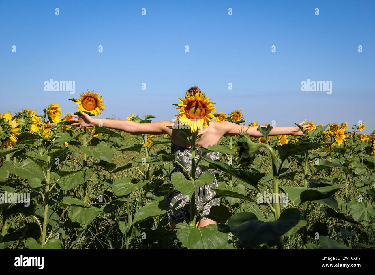 jeune fille jouant dans un champ de tournesols avec les bras grands ouverts cachant son visage derrière une fleur, espace de copie Banque D'Images