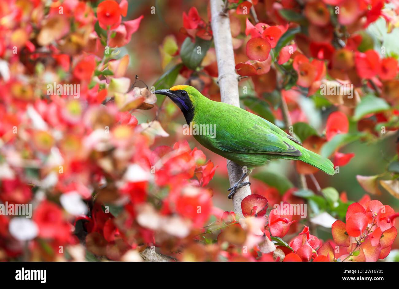 Leafbird à fronts dorés (Chloropsis aurifrons). Les Leafbird à fronts dorés sont des éleveurs résidents communs en Inde, au Sri Lanka et dans certaines parties de l'Asie du Sud-est. Banque D'Images