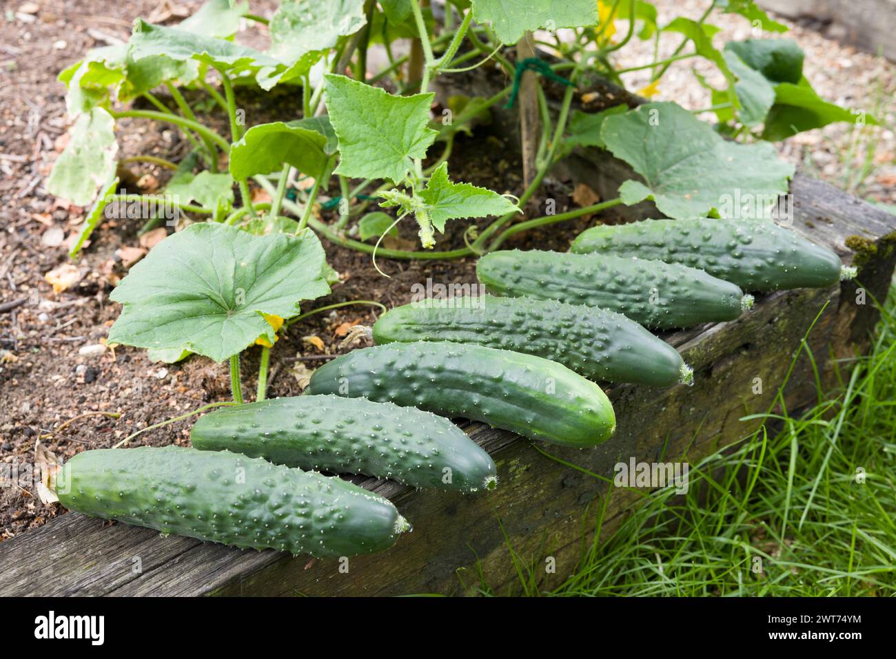 Concombres frais cultivés maison (Bedfordshire Prize Ridged Cucumber) récoltés dans un jardin anglais, Royaume-Uni Banque D'Images