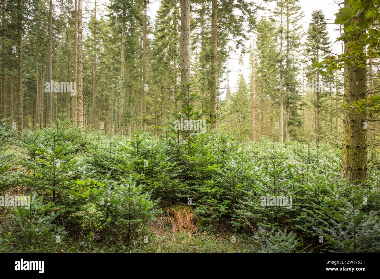 Reboisement. De nouveaux conifères poussent dans une forêt de Chiltern Hills. Wendover, Buckinghamshire, Royaume-Uni Banque D'Images