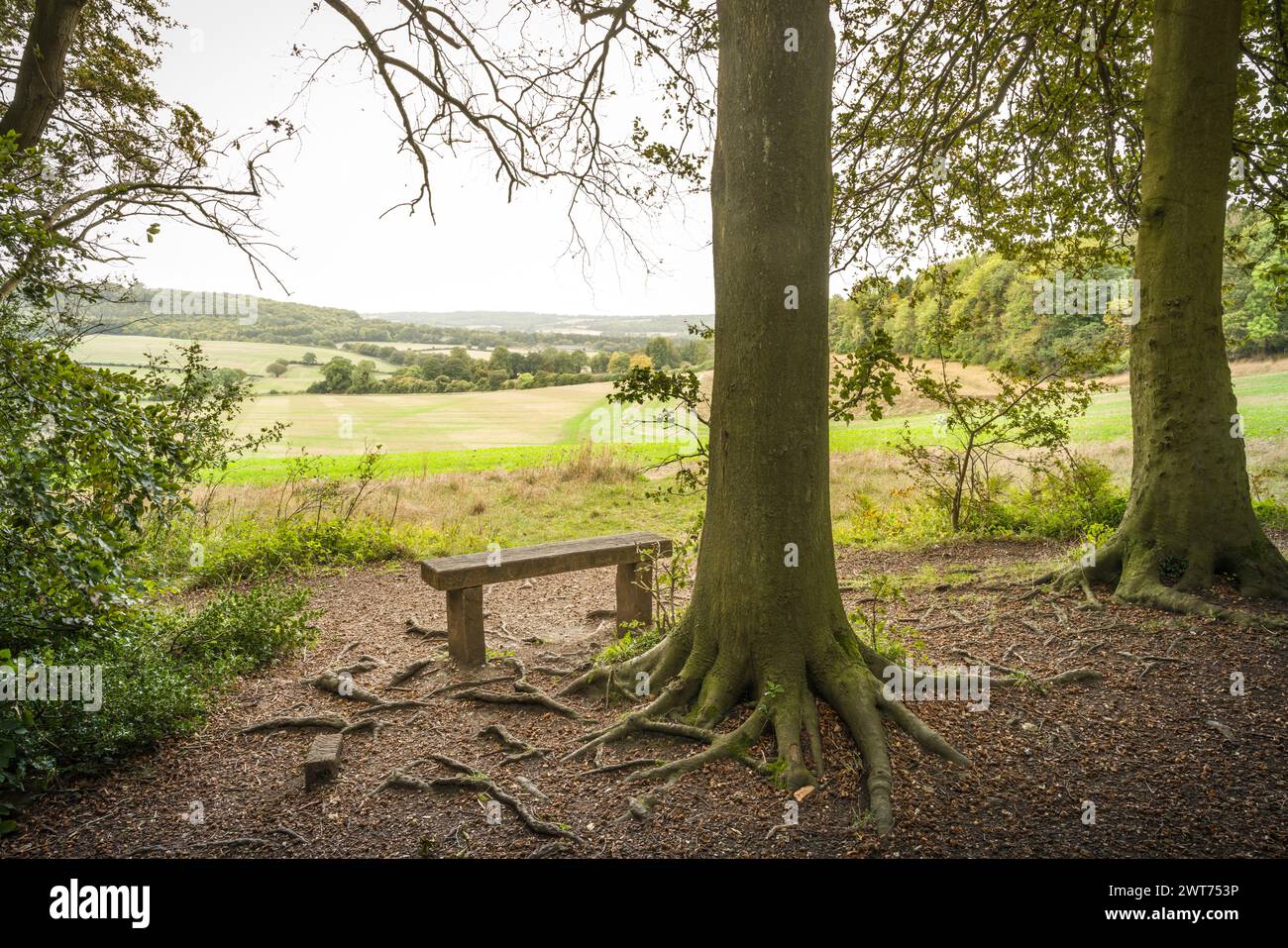 Banc sur le bord de la forêt avec vue sur les collines et la campagne à Aylesbury Vale. Wendover, Buckinghamshire, Royaume-Uni Banque D'Images