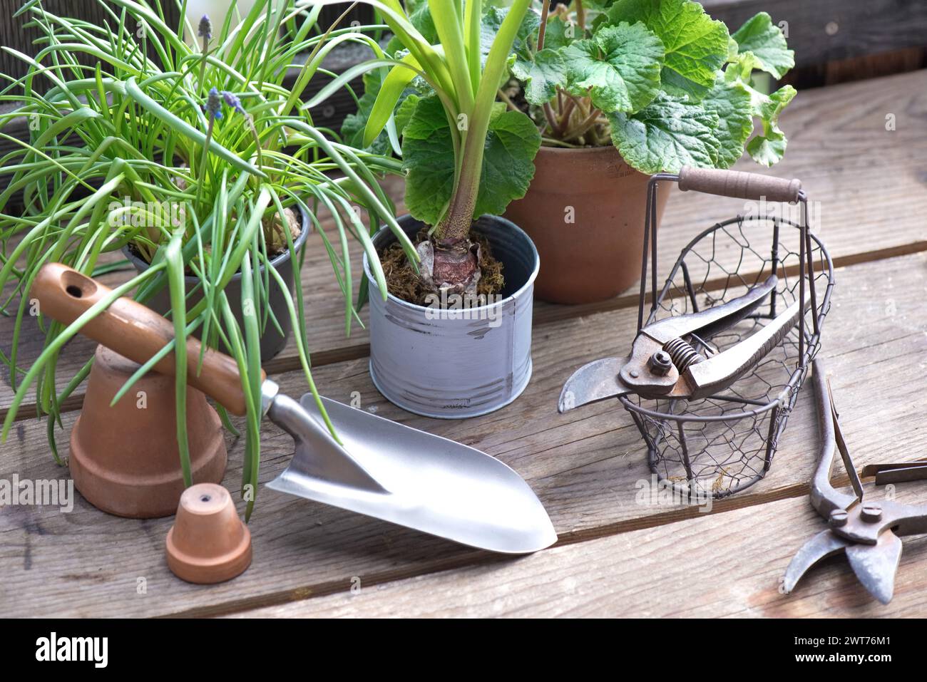 outils de jardin avec une petite pelle sur une table en bois entre pot de fleurs et plante Banque D'Images