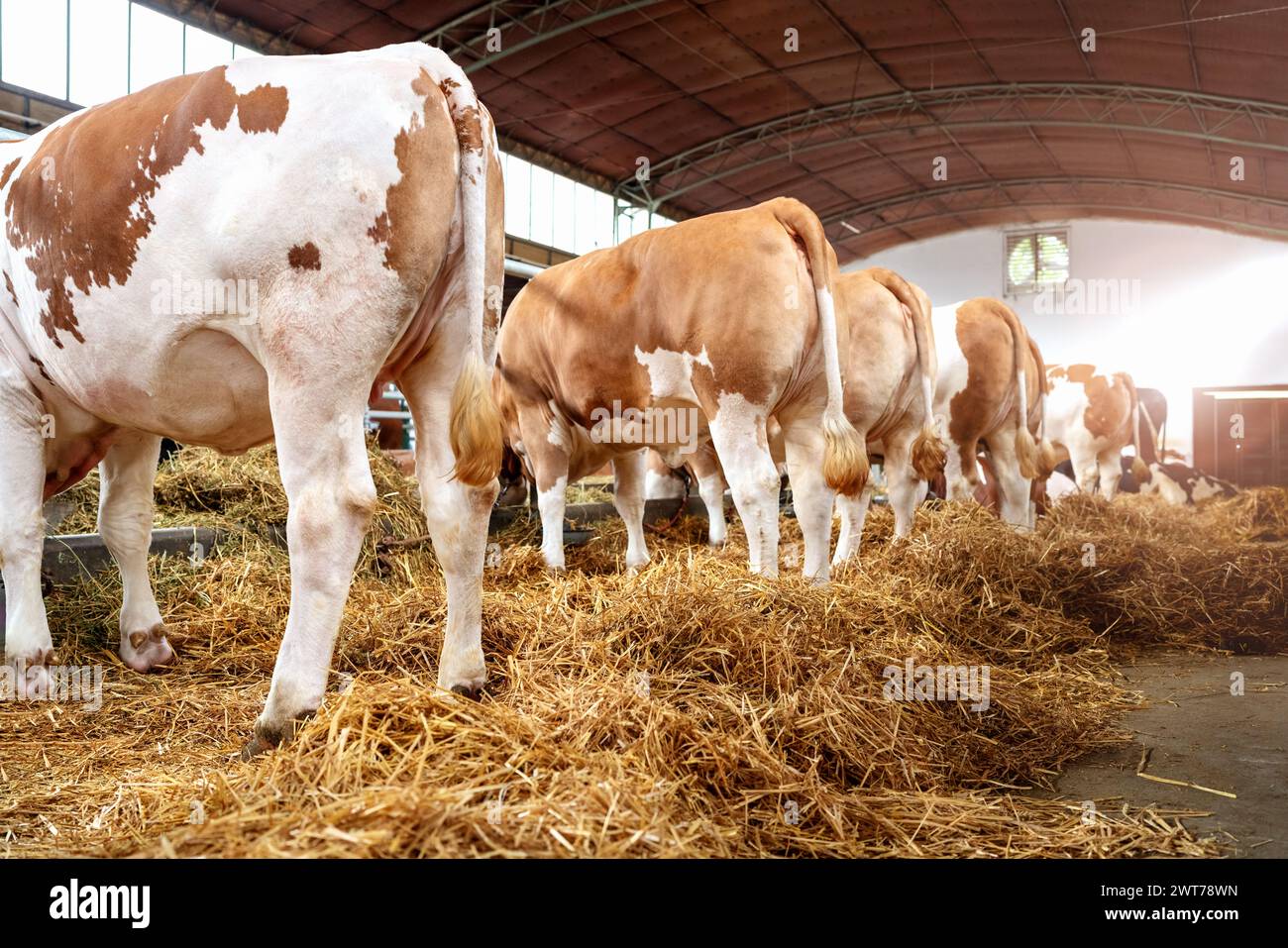 Vue de vaches rouges-blanches basses dans la ferme biologique d'élevage. Banque D'Images