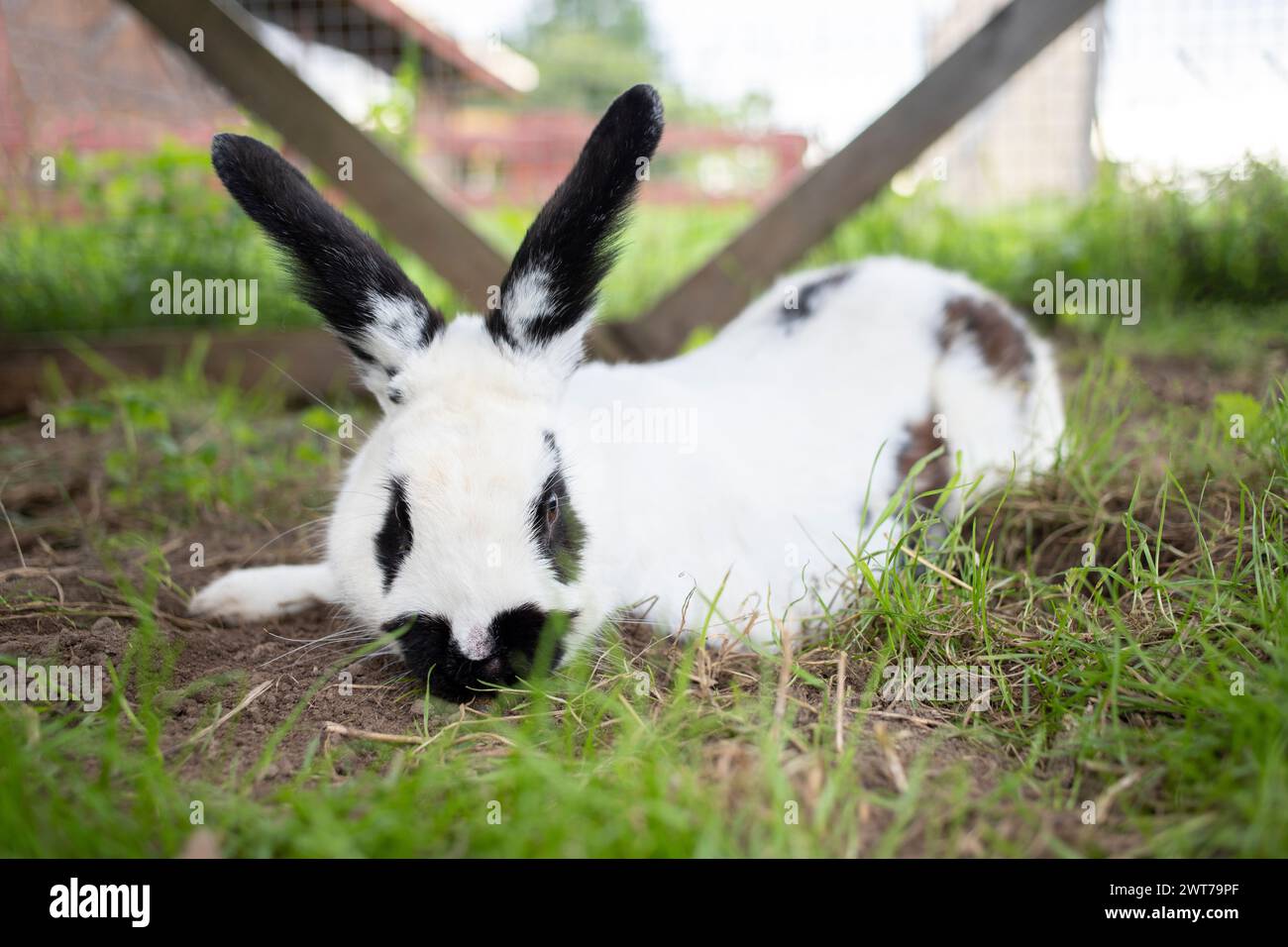 Joli lapin de lapin de bébé curieux assis sur le dessus avec de l'herbe fraîche regardant l'arrière-plan flou de la caméra. Adorable lapin bébé lapin blanc noir visage mammifère Banque D'Images