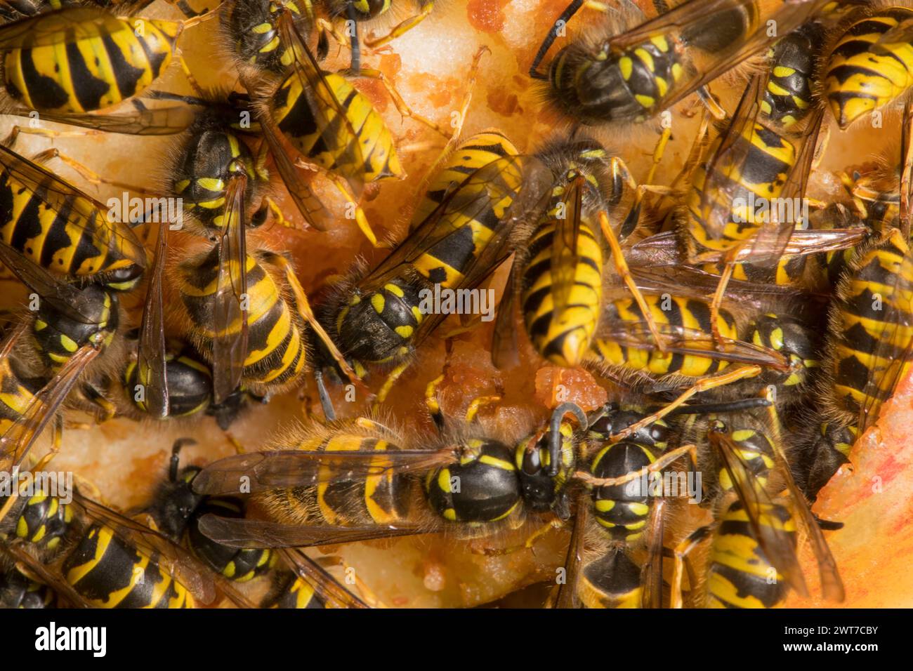 Guêpe commune (Vespula vulgaris) travailleurs se nourrissant d'une pomme Windfall. Powys, pays de Galles. Septembre. Banque D'Images