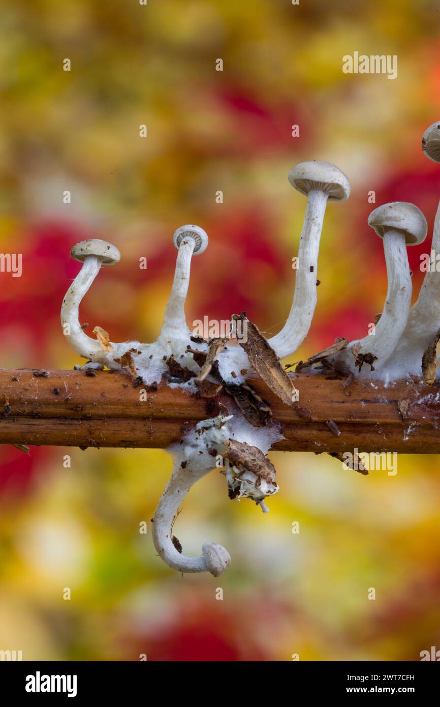 Petits corps de fructification de champignons de chapeau sur une tige de saumâtre en automne. Powys, pays de Galles. Novembre. Banque D'Images