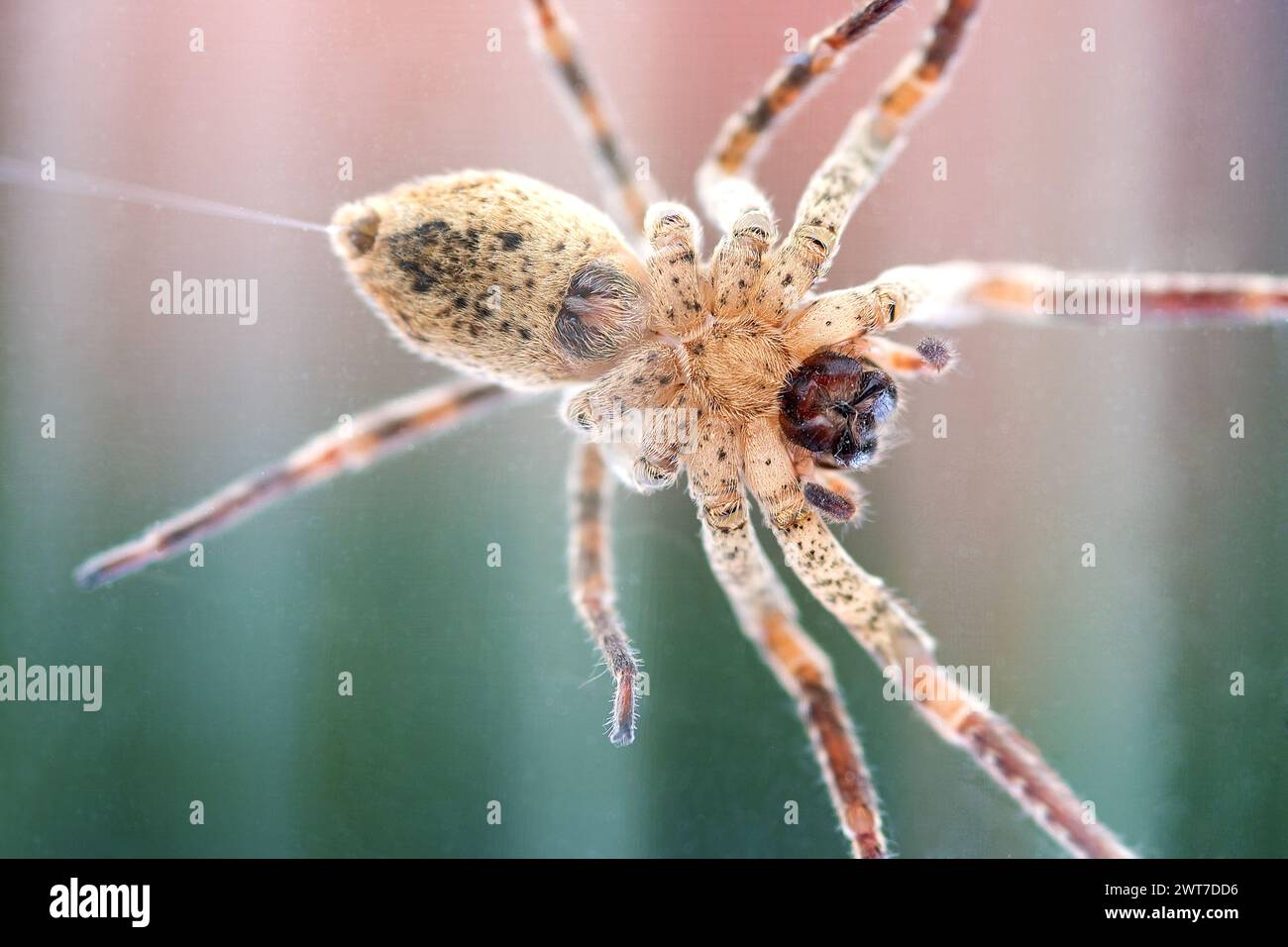 Araignée Nosferatu, piégée sous verre avec fil filé, macro, côté inférieur Banque D'Images