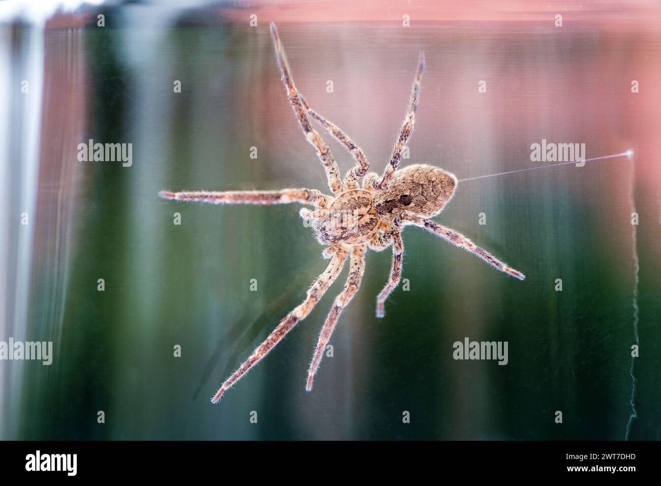 Araignée Nosferatu, piégée sous verre avec du fil filé Banque D'Images