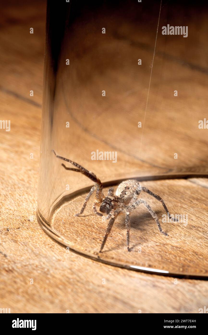 Araignée Nosferatu, piégée sous verre sur panneau de bois Banque D'Images