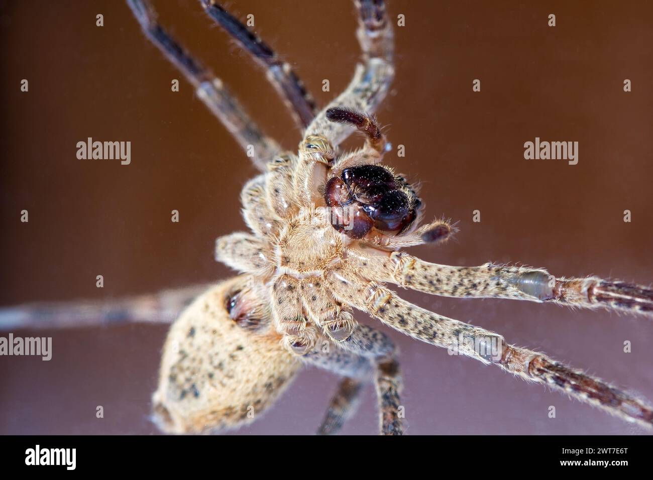 Araignée Nosferatu, coincée sous verre, portrait, macro, côté inférieur Banque D'Images