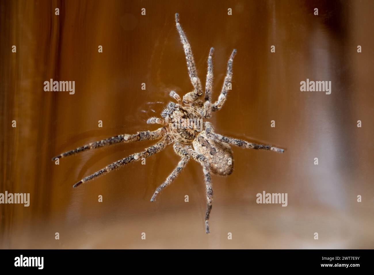 Araignée Nosferatu avec un crâne dessiné sur le dos, piégée sous du fil de verre Banque D'Images