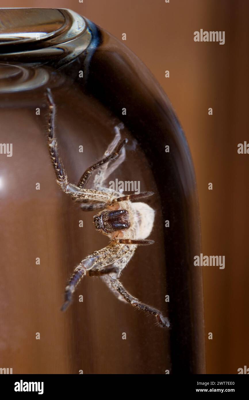 Araignée Nosferatu, coincée sous verre, macro Banque D'Images