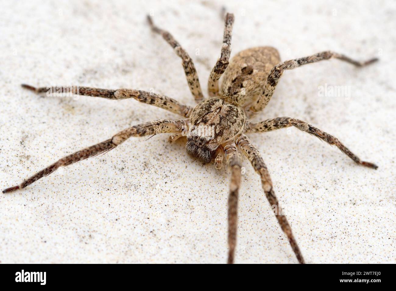 Araignée Nosferatu sur sol en pierre à l'extérieur, macro Banque D'Images