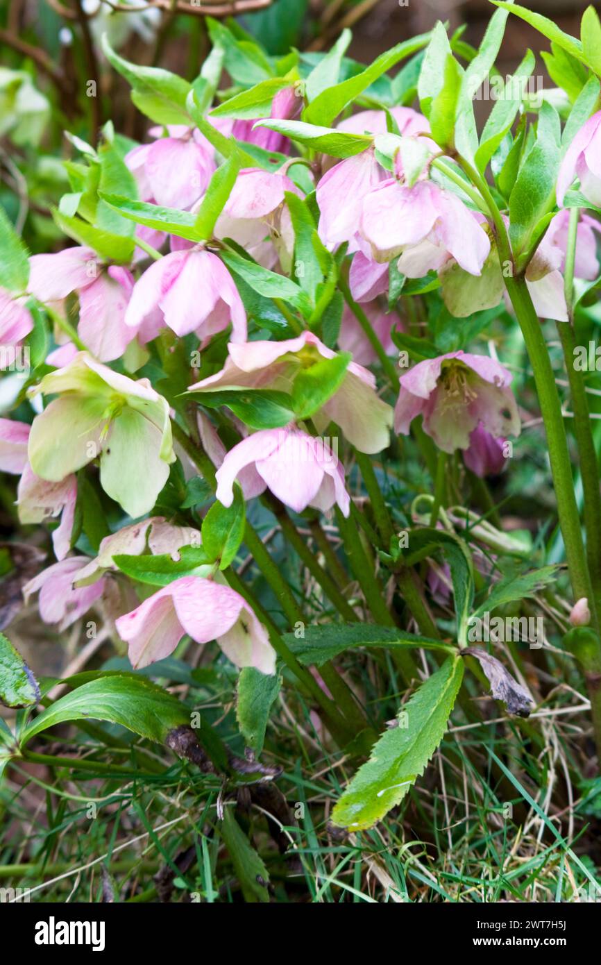 Carême Rose ( Helleborus orientalis ) floraison au printemps à Chard Somerset Angleterre Banque D'Images