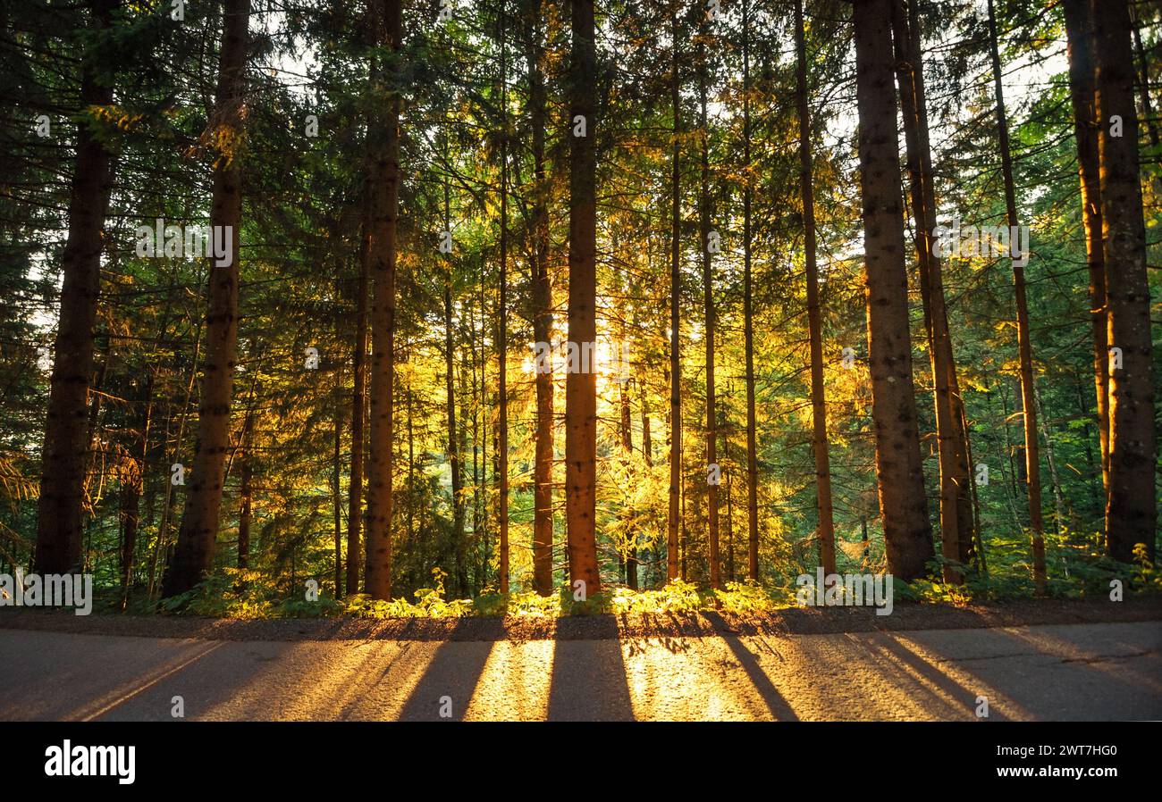 Coucher de soleil dans la forêt alpine. Les pins projettent de longues ombres sur le sol. Forêt illuminée rétroéclairée dans la campagne de montagne. Banque D'Images