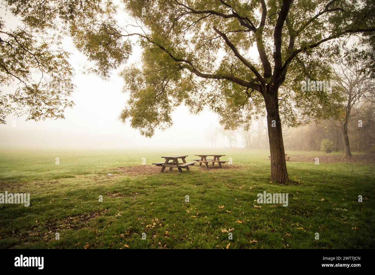 Une matinée Foggy dans le parc. Deux arbres de pique-nique sous un grand arbre près d'une clairière. Champ couvert de brouillard en arrière-plan. Banque D'Images