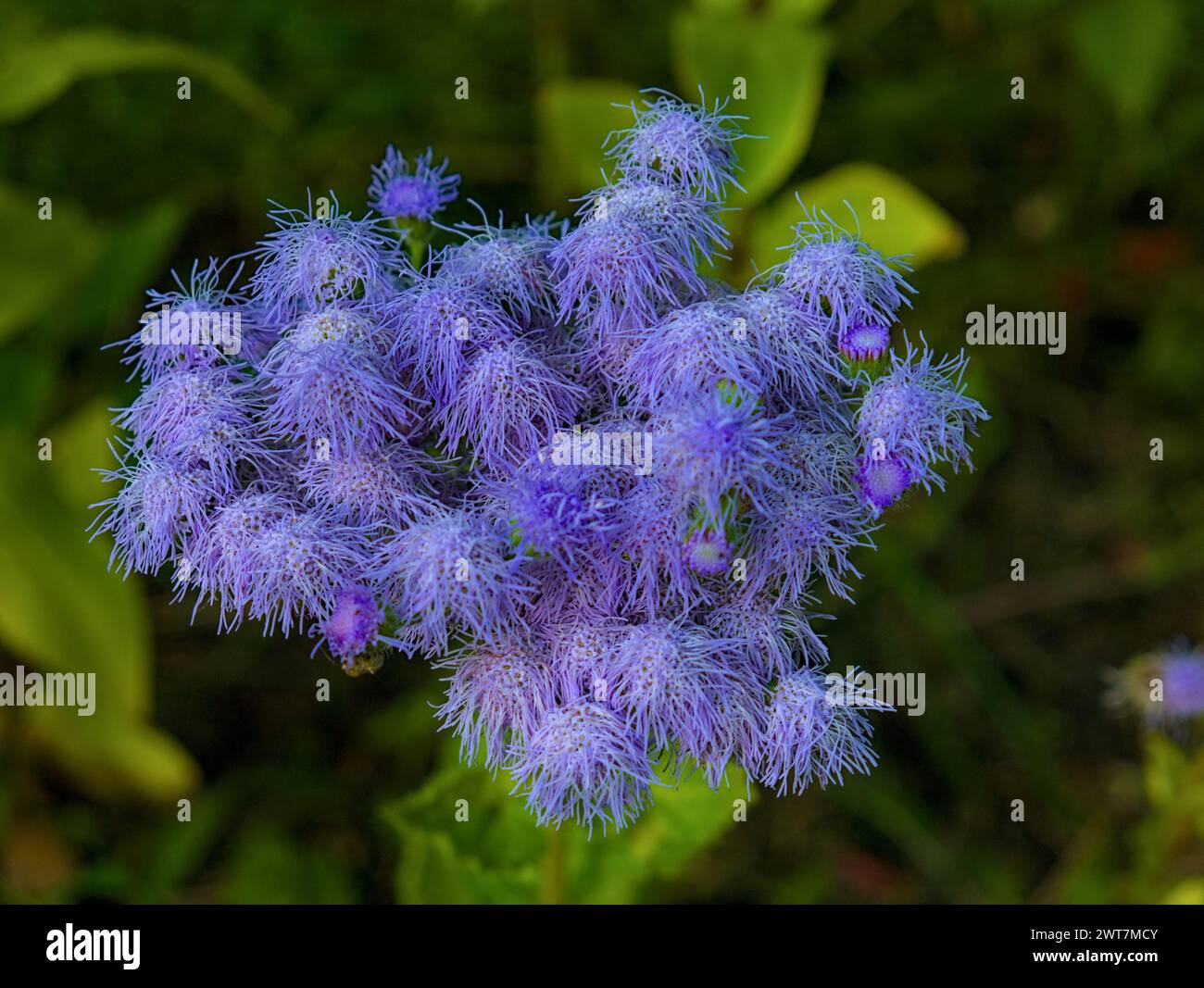 bleu mistflower conoclinium coelestinum fond vert flou Banque D'Images