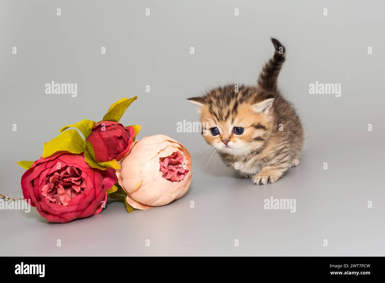 Petit chaton écossais à pattes courtes et fleurs, sur fond gris Banque D'Images