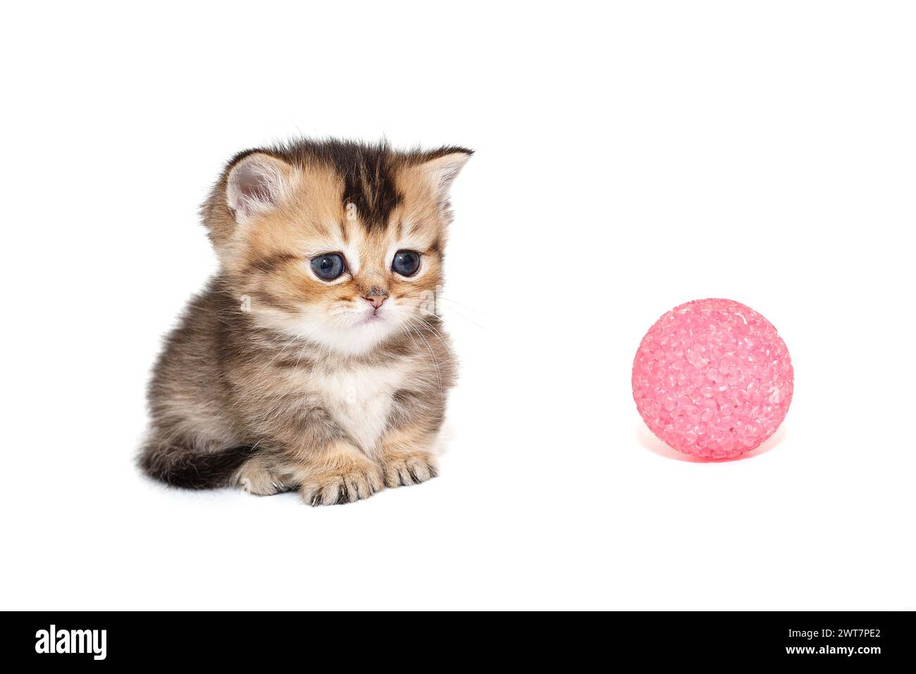 Petit chaton écossais à pattes courtes et boule rose, isolé sur fond blanc Banque D'Images