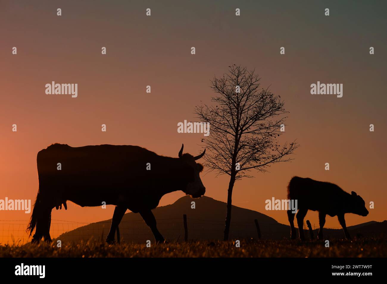 Silhouette de vache dans le pré en été et coucher de soleil fond Banque D'Images