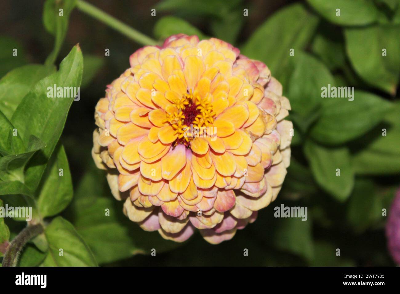 Fleur de zinnia jaune fleurie sur un fond vert sur une photographie macro de jour d'été Banque D'Images