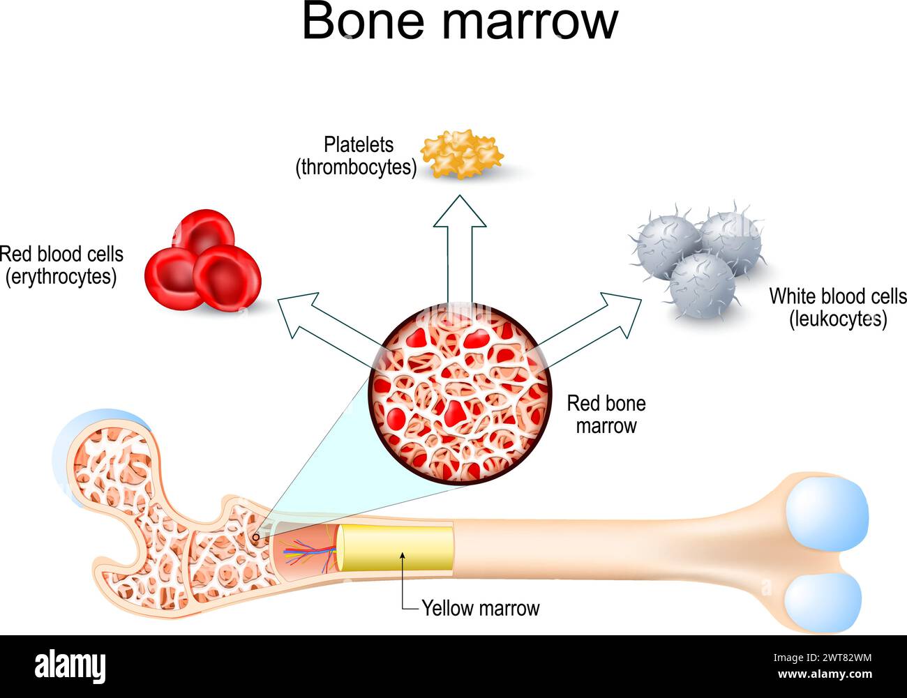 Moelle osseuse rouge et moelle jaune. Hématopoïèse. Plaquettes thrombocytes, globules blancs ou leucocytes, globules rouges ou érythrocytes. Vecteur ill Illustration de Vecteur
