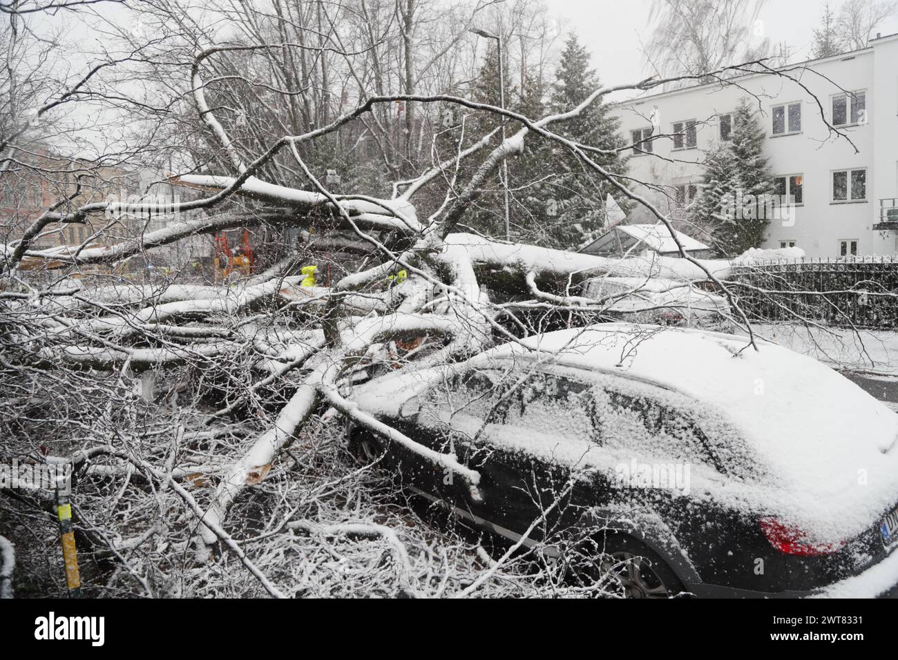 Oslo 20240316.Un arbre est tombé sur plusieurs voitures sur Frogner à Oslo. Photo : Frederik Ringnes / NTB Banque D'Images
