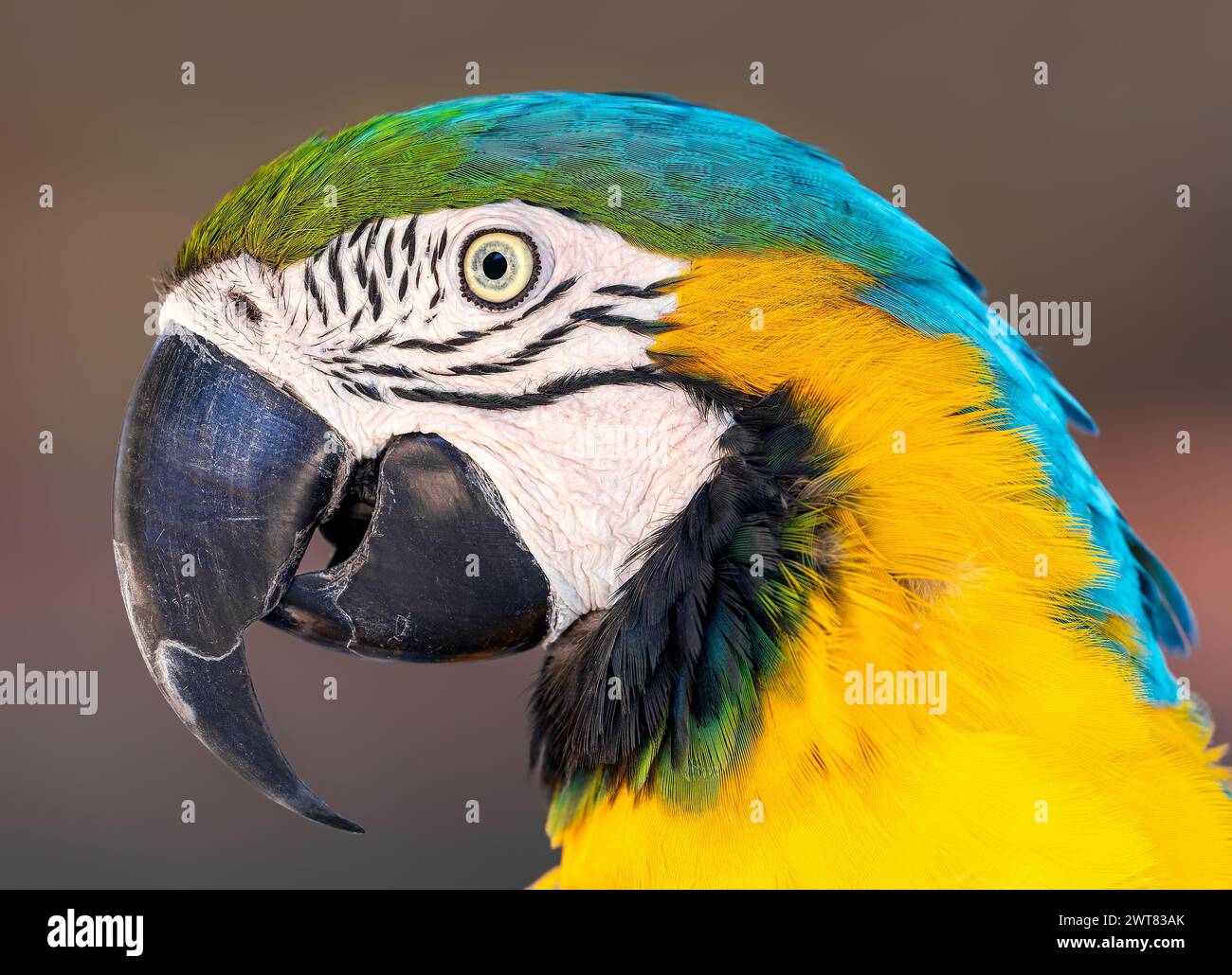 Portrait gros plan d'un aras bleu et jaune (Ara ararauna) Banque D'Images