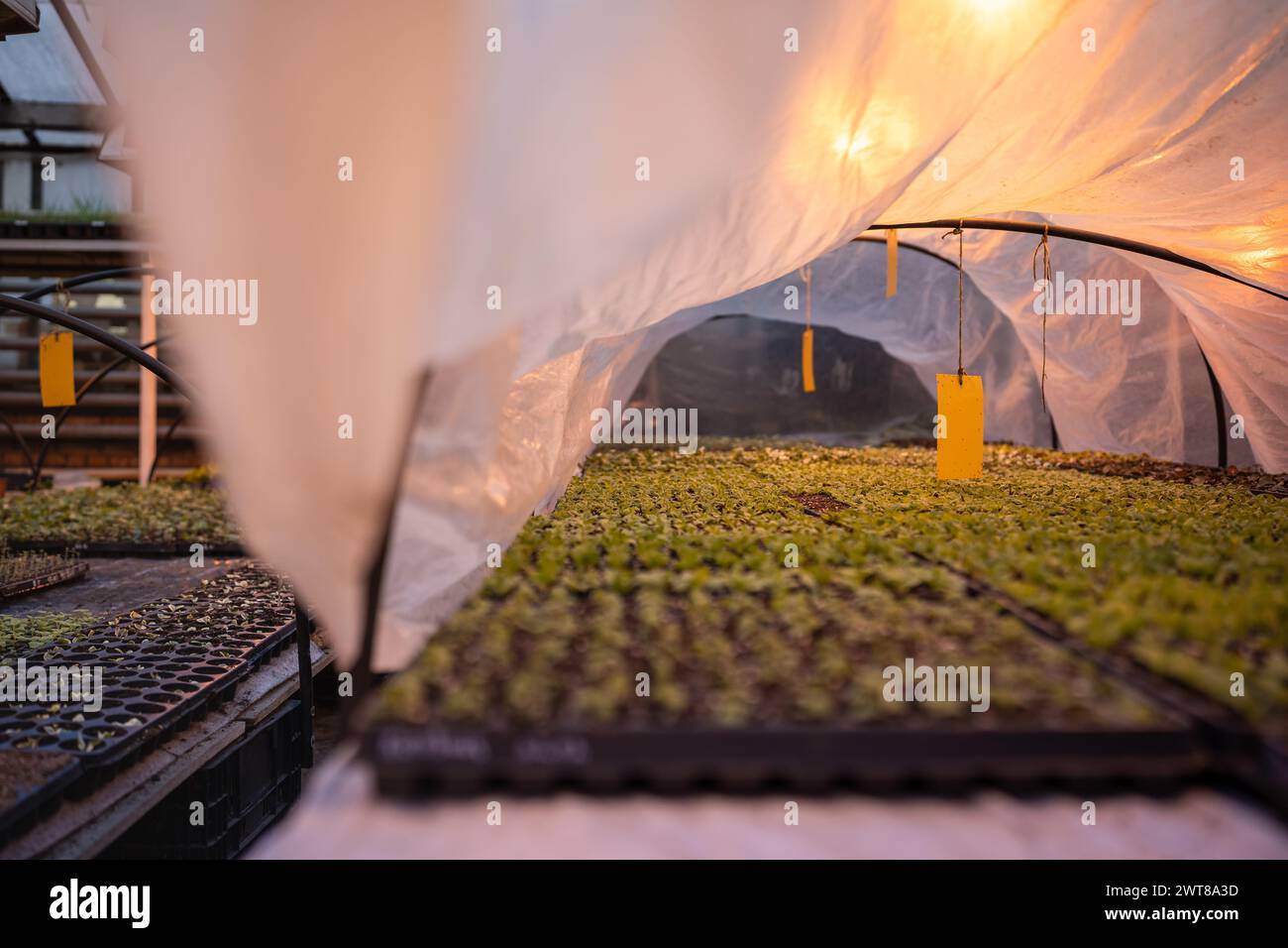 Piège collant jaune pour insectes nuisibles volants dans la serre. Contrôle phytosanitaire écologique dans la serre Banque D'Images