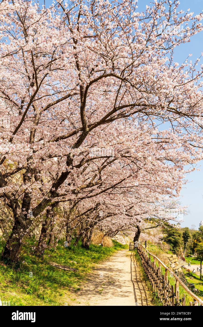 Rangée de cerisiers en fleurs en pleine floraison le long de la base des murs de pierre d'ishigaki et à côté du sentier du château d'Akashi, au printemps au Japon. Ciel bleu. Banque D'Images