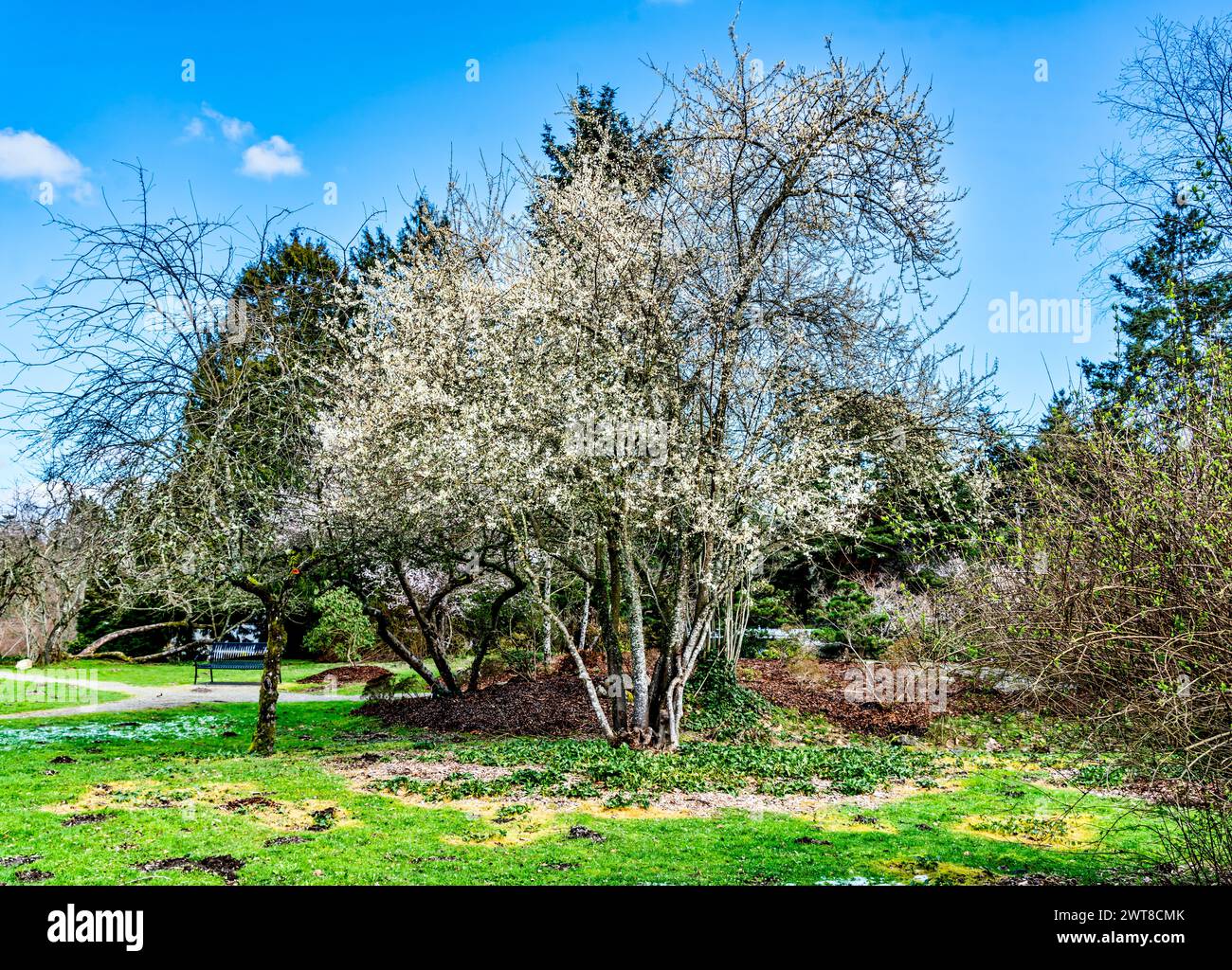 Un cerisier fleurit dans un jardin à Seatac, Washington. Banque D'Images