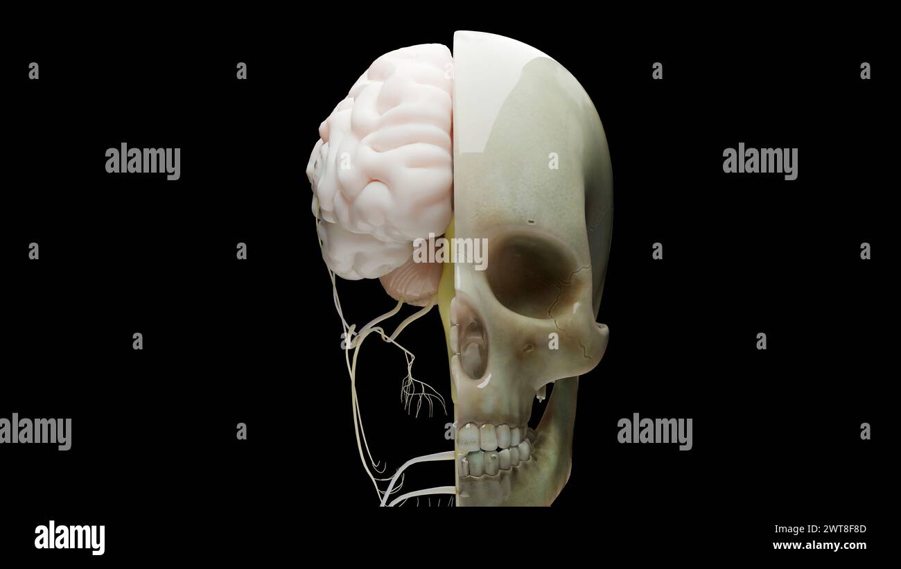 Anatomie du système nerveux cérébral humain, schéma médical avec les nerfs parasympathiques et sympathiques. Médicalement précis, section transversale du crâne, bu sébacé Banque D'Images