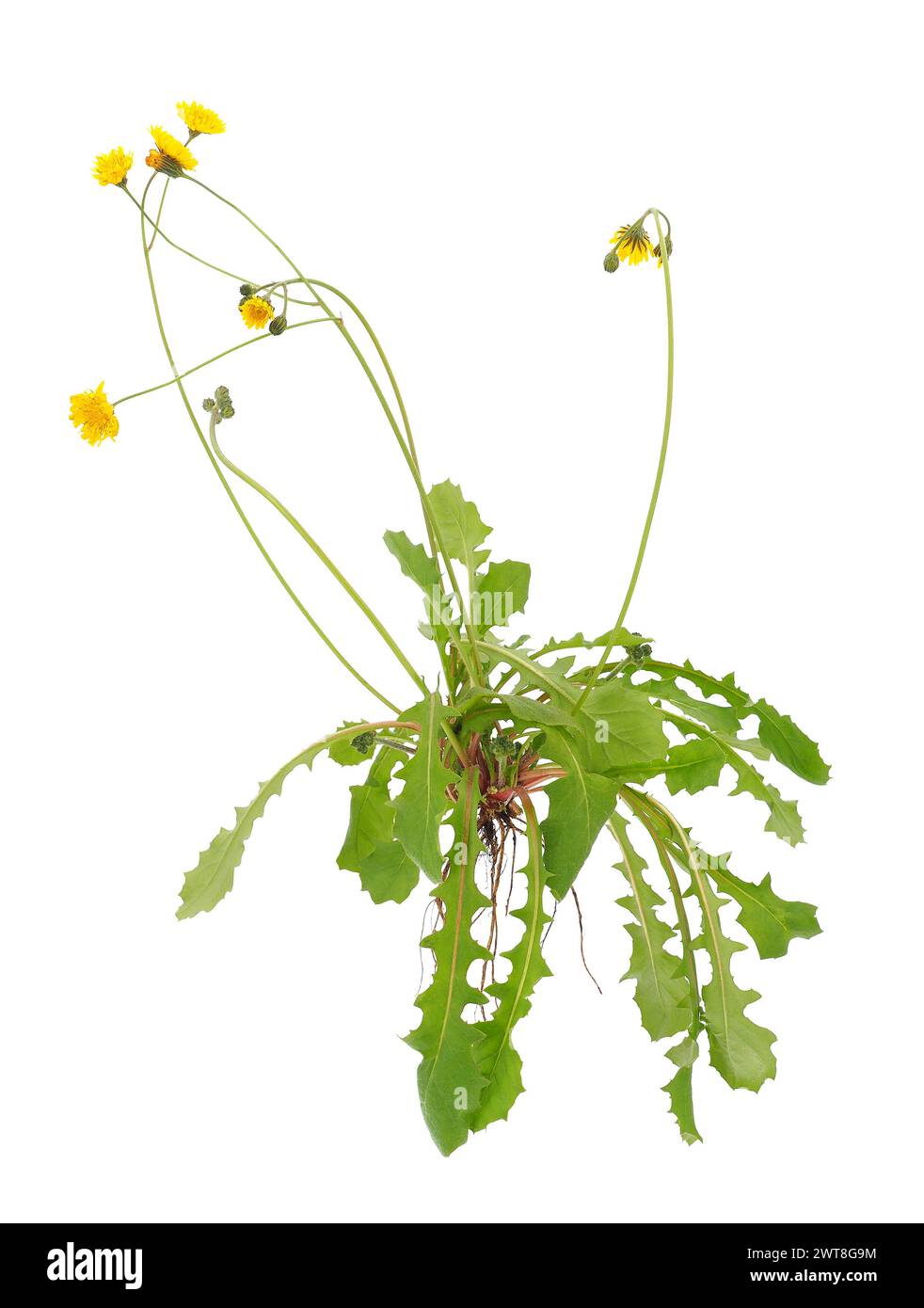 Plante sainte de barbe d'aubaine isolée sur fond blanc, Crepis sancta Banque D'Images