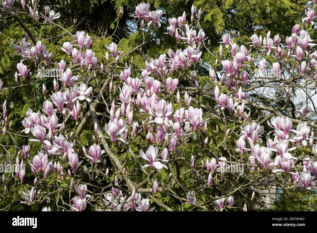 Maginificent Magnolia de printemps en floraison Banque D'Images
