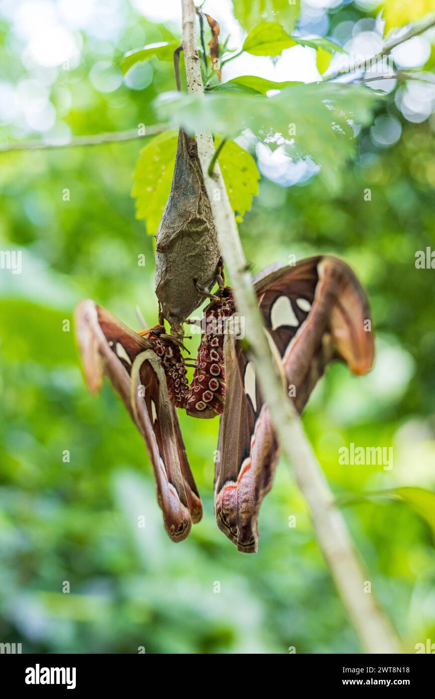 Un papillon de nuit pend d'une branche d'arbre, un animal terrestre dans une plante habitat.accouplement Banque D'Images